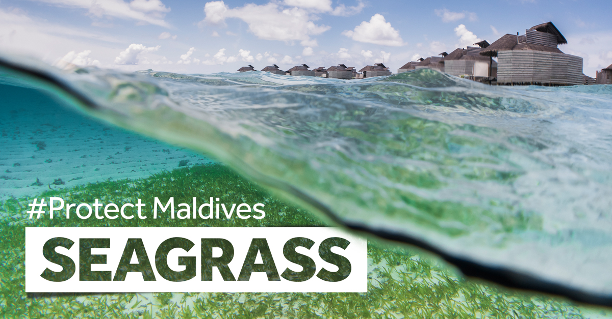 seagrass campaign